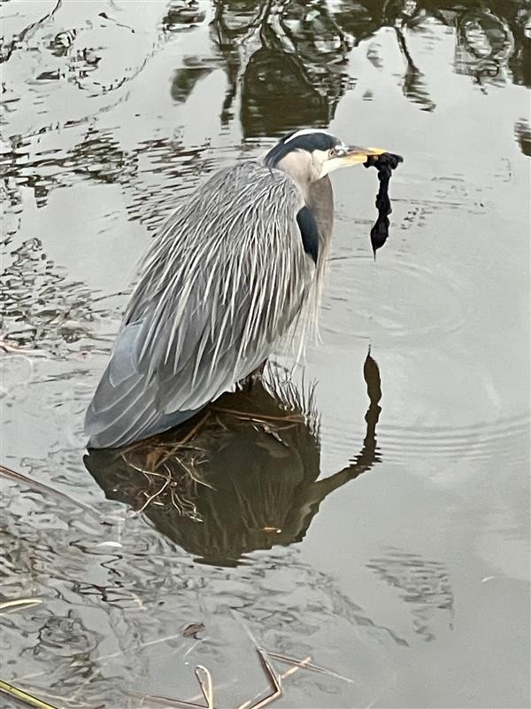 Let Your Legacy Be Wild